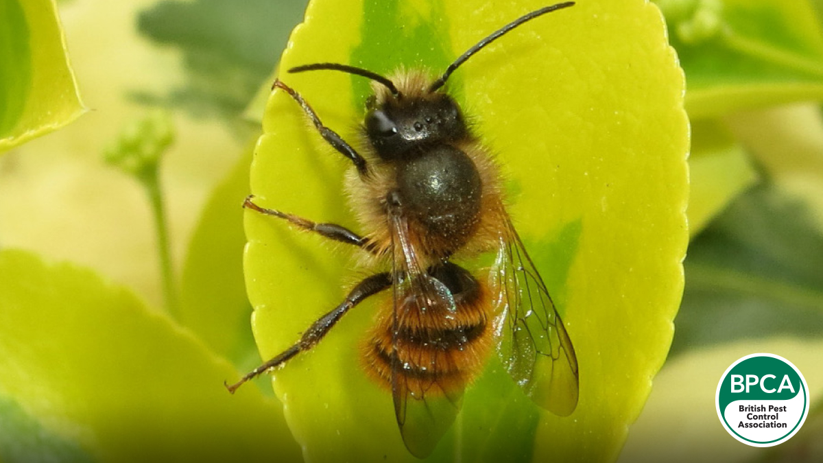 Red mason bee Osmia bicornis identification in the UK Red mason bee Osmia bicornis identification in the UK